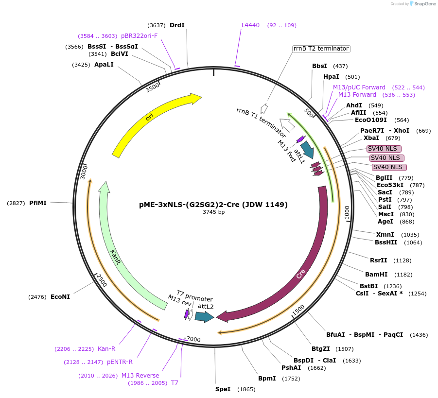 224514-plasmid-map-sequence-id-446937