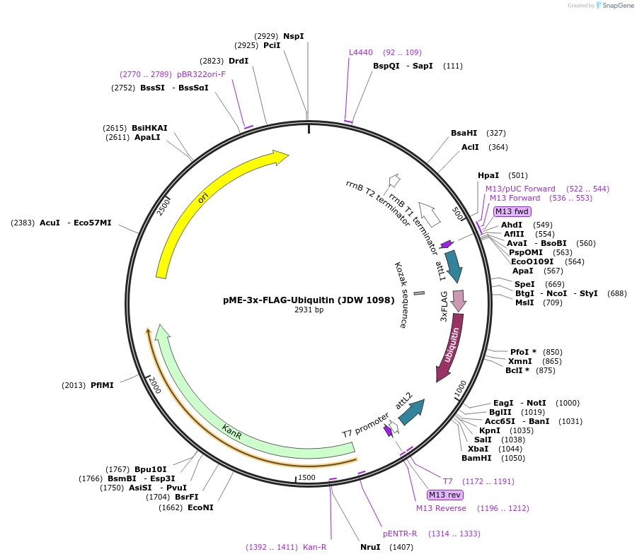 224513-plasmid-map-sequence-id-446938