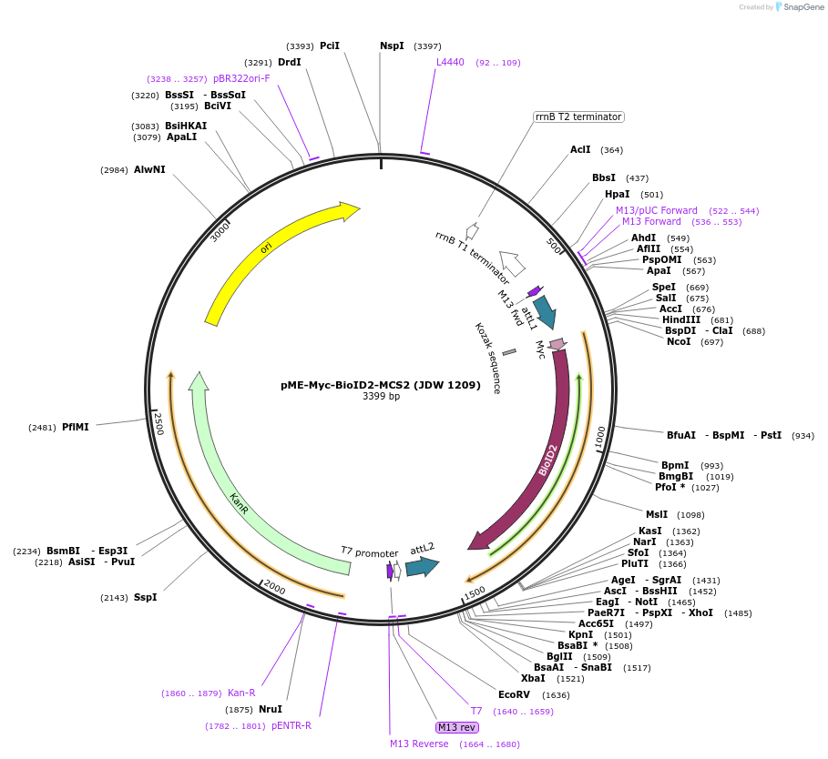 224511-plasmid-map-sequence-id-446942