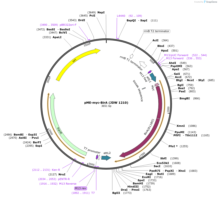 224509-plasmid-map-sequence-id-446944