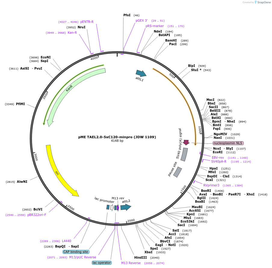 224507-plasmid-map-sequence-id-446946