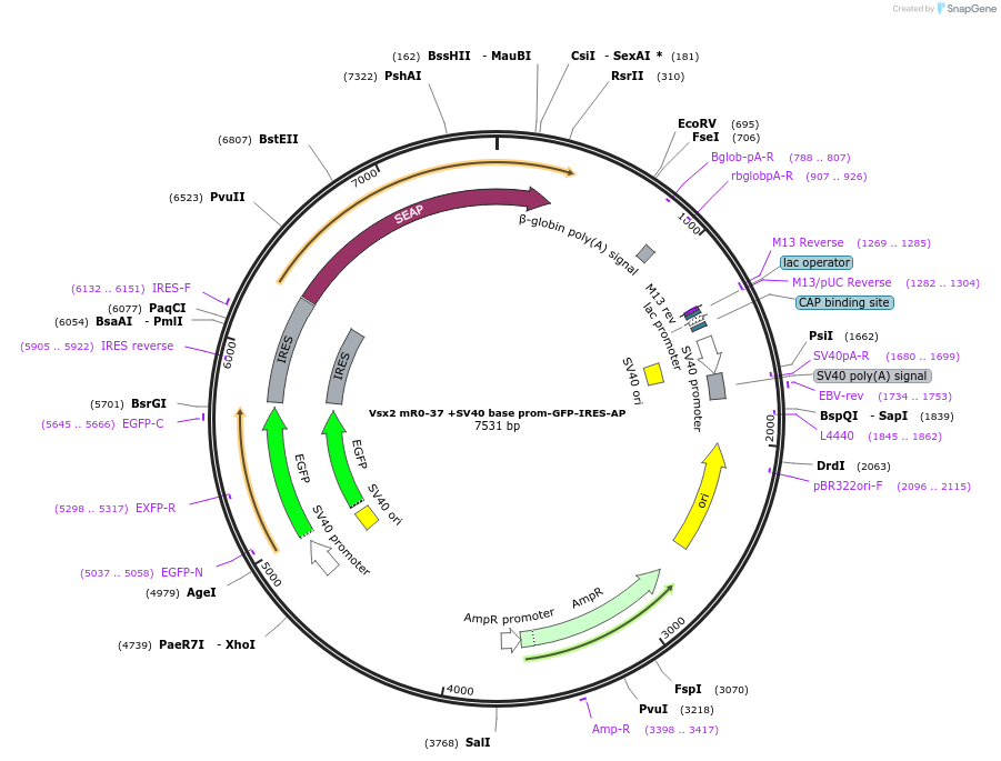 225885-plasmid-map-sequence-id-446951