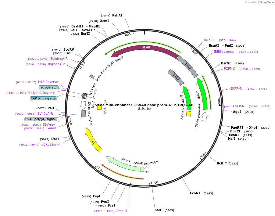 225893-plasmid-map-sequence-id-446953
