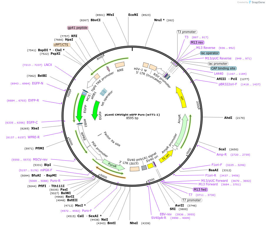 26431-plasmid-map-sequence-id-446955