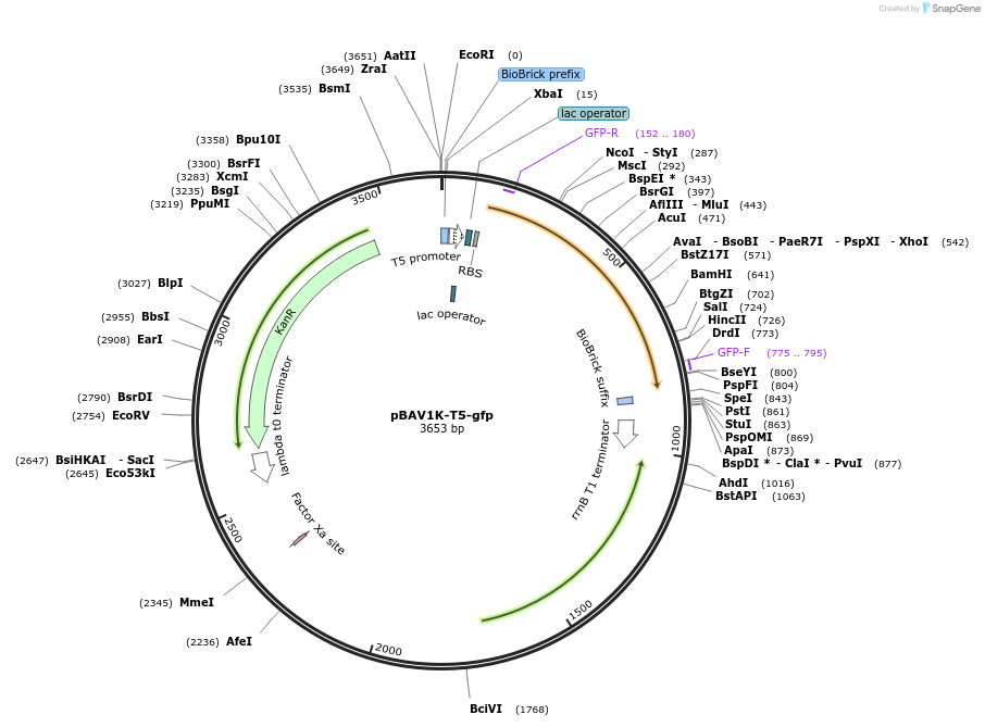 26702-plasmid-map-sequence-id-446958