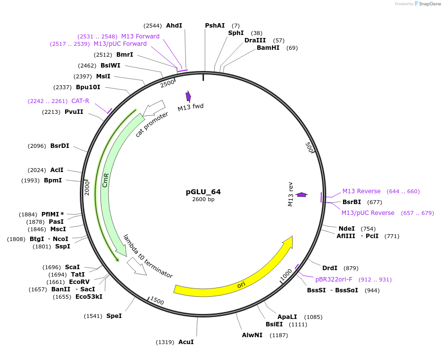225767-plasmid-map-sequence-id-446972