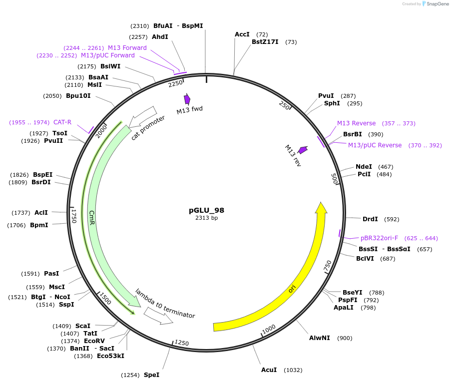 225811-plasmid-map-sequence-id-446973