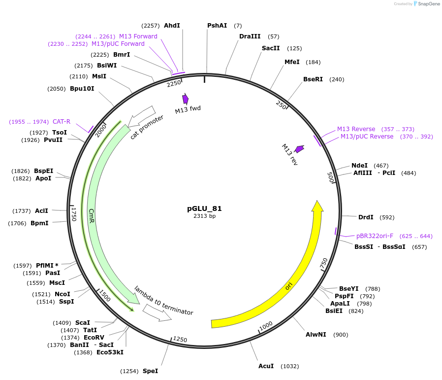 225782-plasmid-map-sequence-id-446979