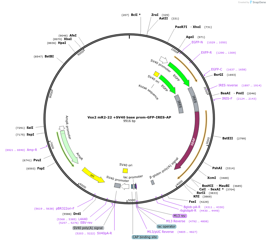 225887-plasmid-map-sequence-id-446985