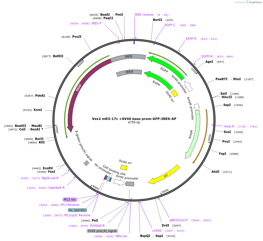 225890-plasmid-map-sequence-id-446988