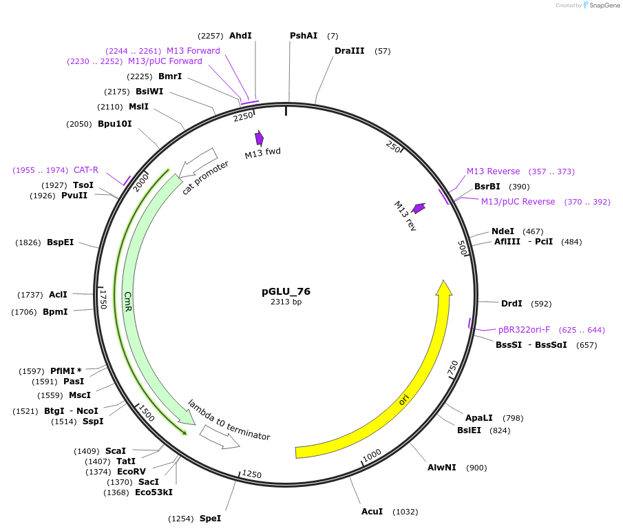 225778-plasmid-map-sequence-id-446991
