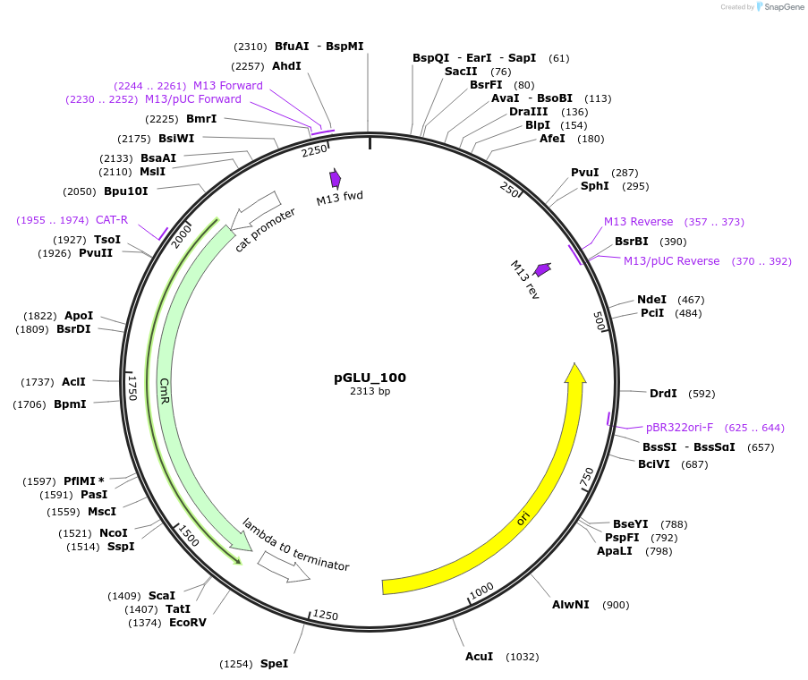 225813-plasmid-map-sequence-id-446992