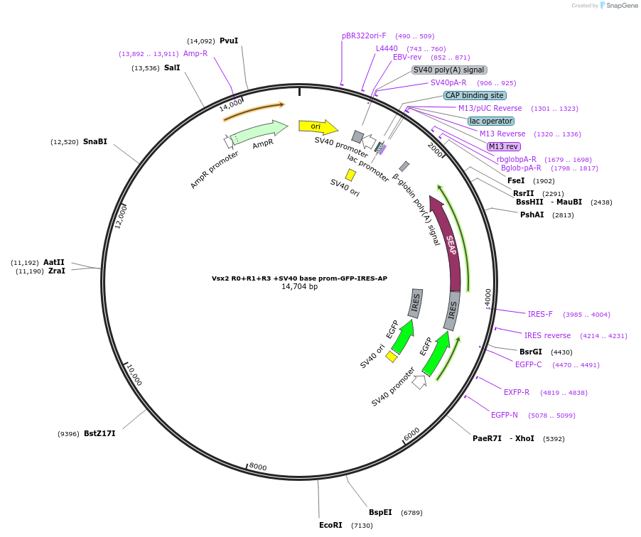 225892-plasmid-map-sequence-id-446995