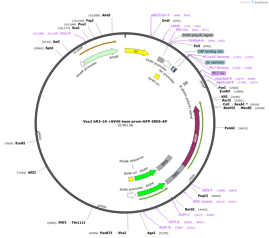 225884-plasmid-map-sequence-id-446999