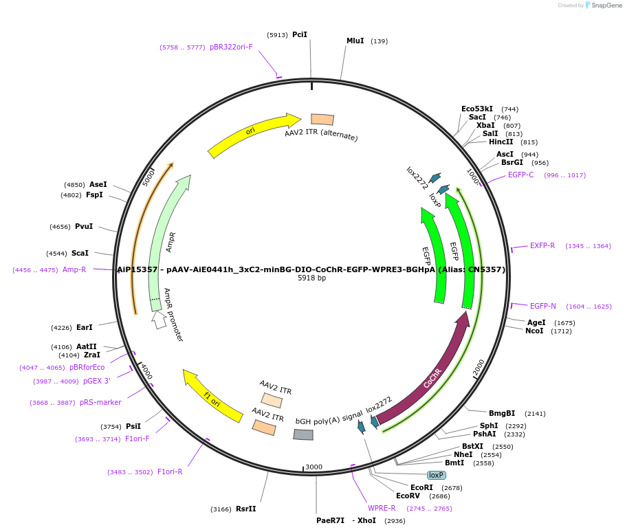 224197-plasmid-map-sequence-id-447005
