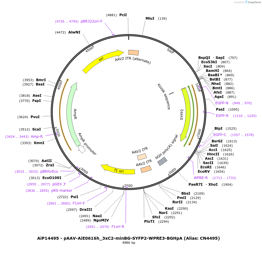 224183-plasmid-map-sequence-id-447008