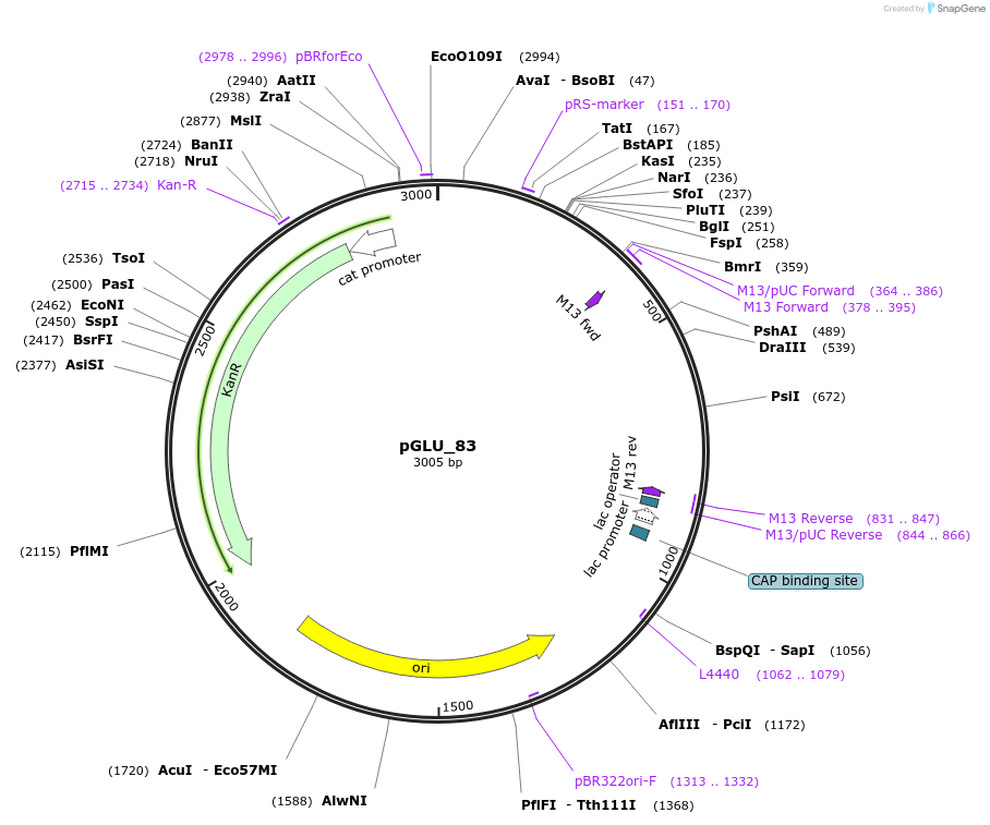 225784-plasmid-map-sequence-id-447024