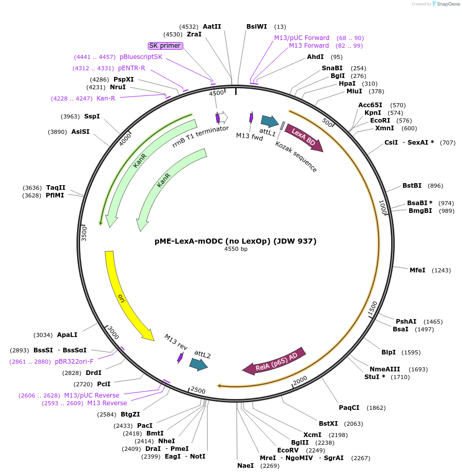 224504-plasmid-map-sequence-id-447029