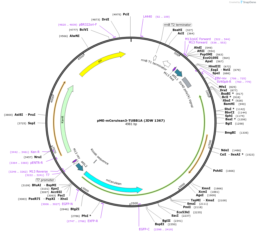 224503-plasmid-map-sequence-id-447030