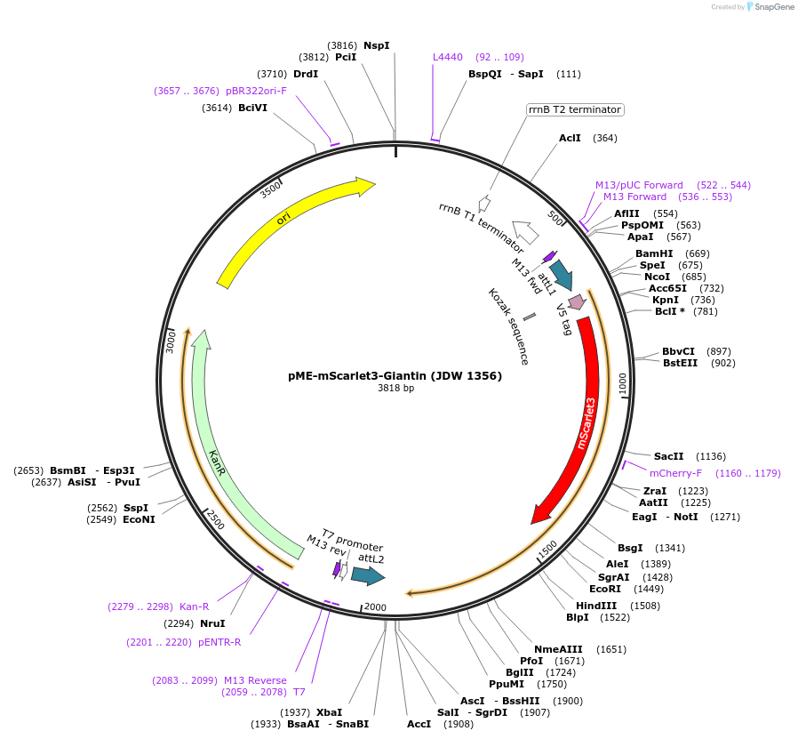 224502-plasmid-map-sequence-id-447031