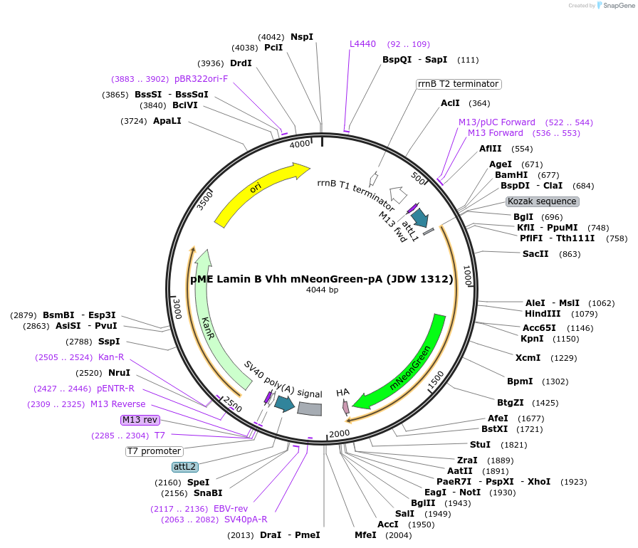 224501-plasmid-map-sequence-id-447036
