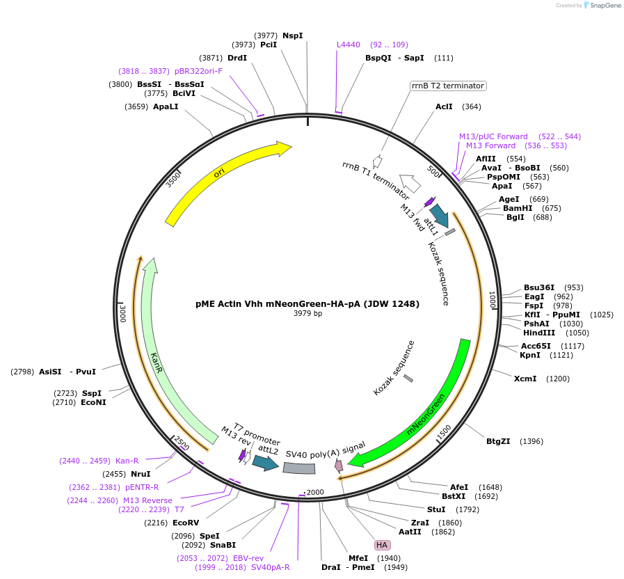 224500-plasmid-map-sequence-id-447037