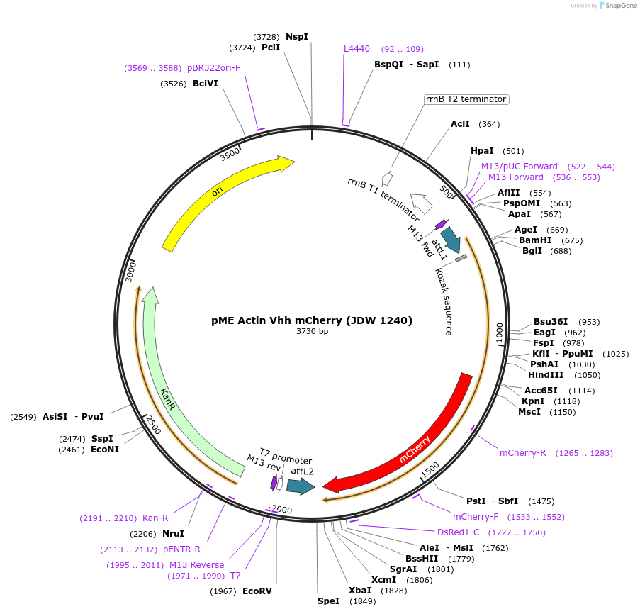 224499-plasmid-map-sequence-id-447039