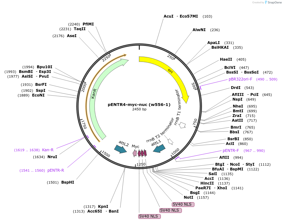 20026-plasmid-map-sequence-id-447043