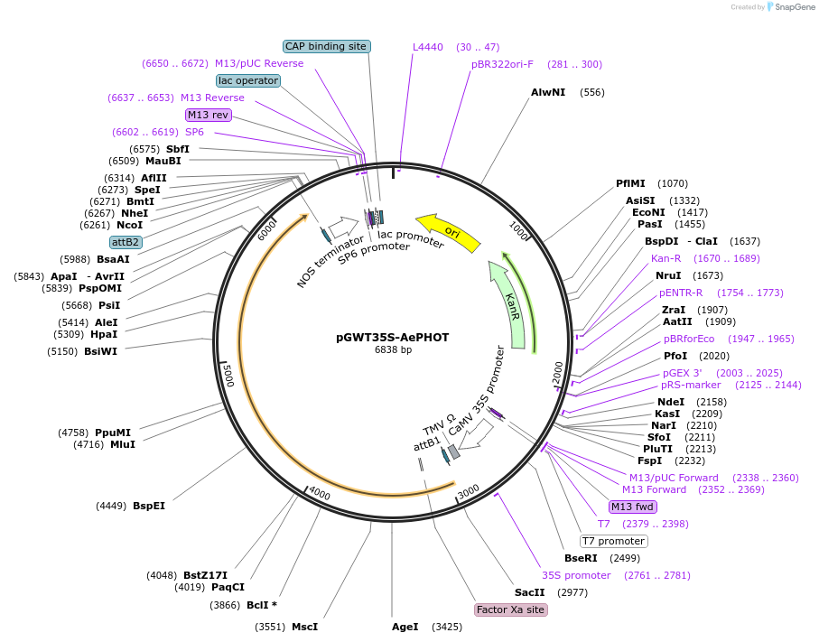 220097-plasmid-map-sequence-id-447059