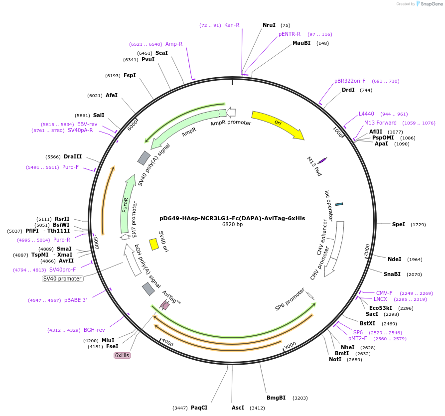 156691-plasmid-map-sequence-id-447063
