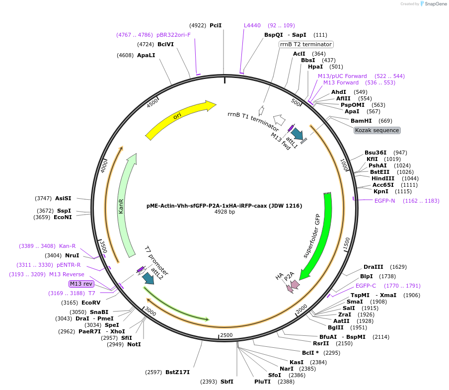224496-plasmid-map-sequence-id-447065