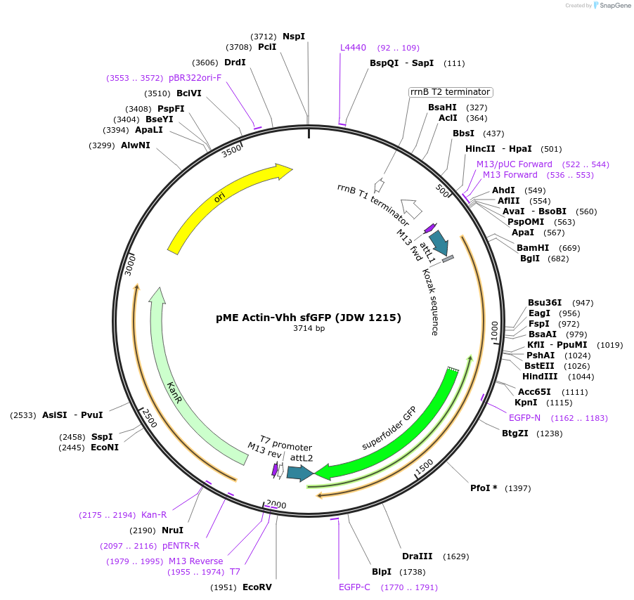 224495-plasmid-map-sequence-id-447066