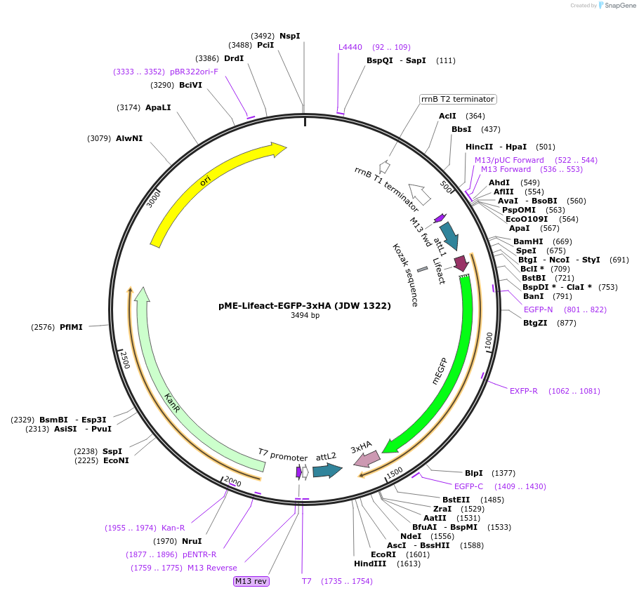 224494-plasmid-map-sequence-id-447067