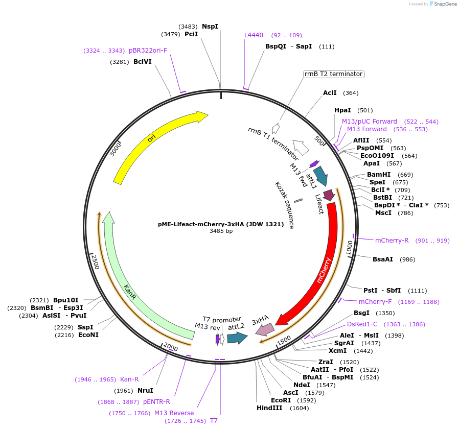 224493-plasmid-map-sequence-id-447068