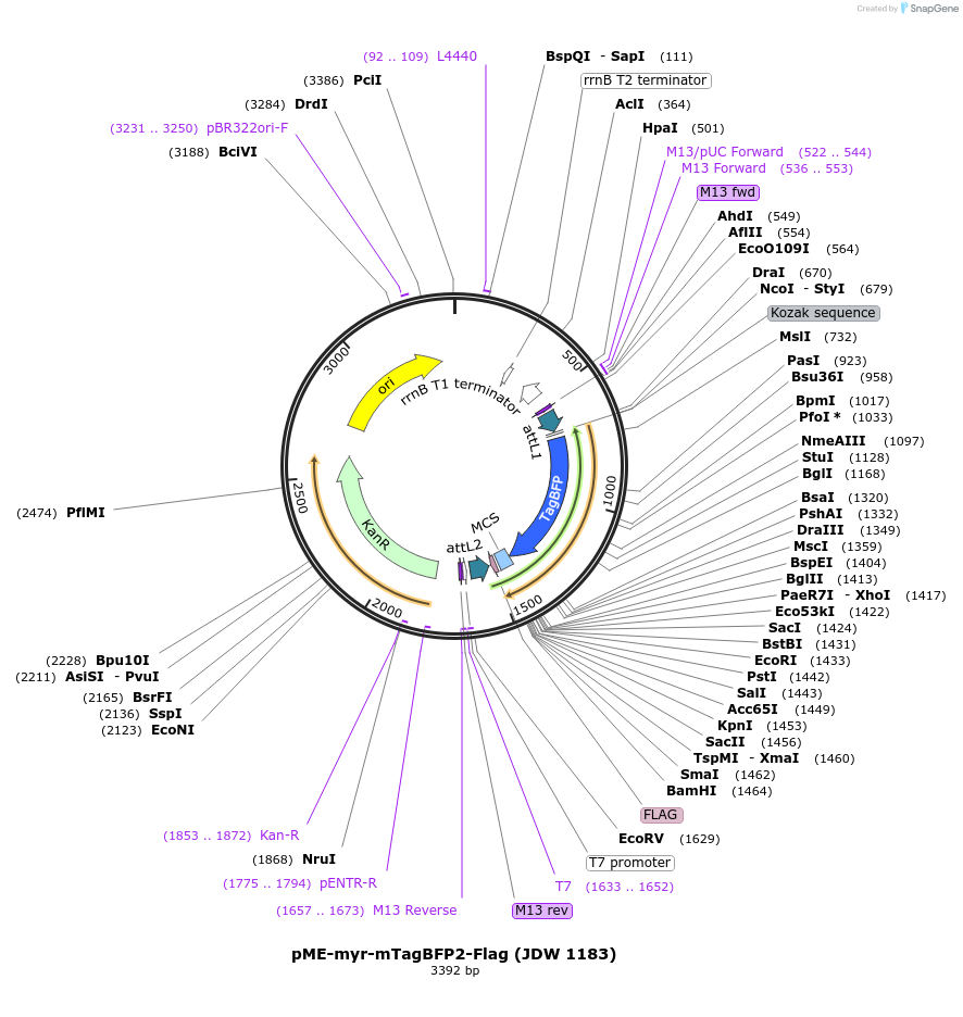 224492-plasmid-map-sequence-id-447070