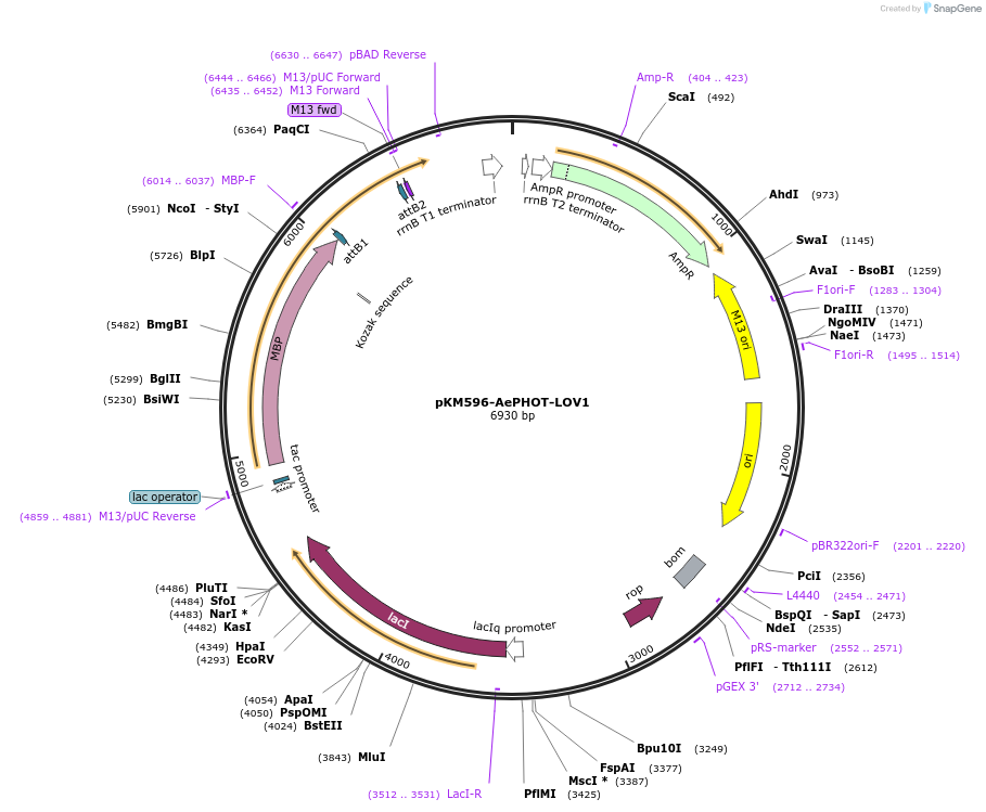 220113-plasmid-map-sequence-id-447071