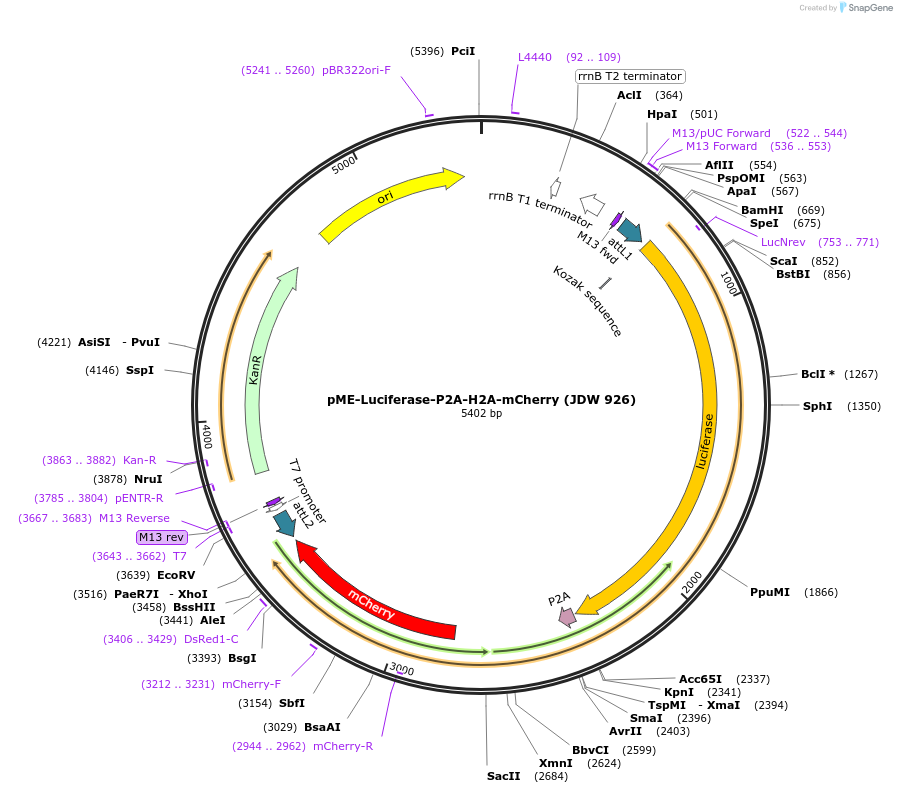224488-plasmid-map-sequence-id-447098