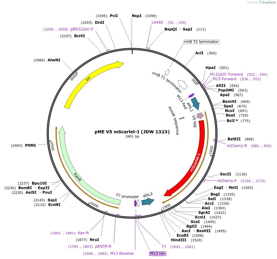 224487-plasmid-map-sequence-id-447099
