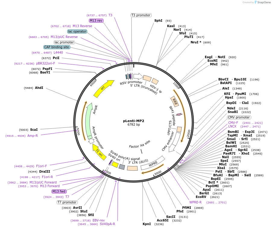 36097-plasmid-map-sequence-id-44710