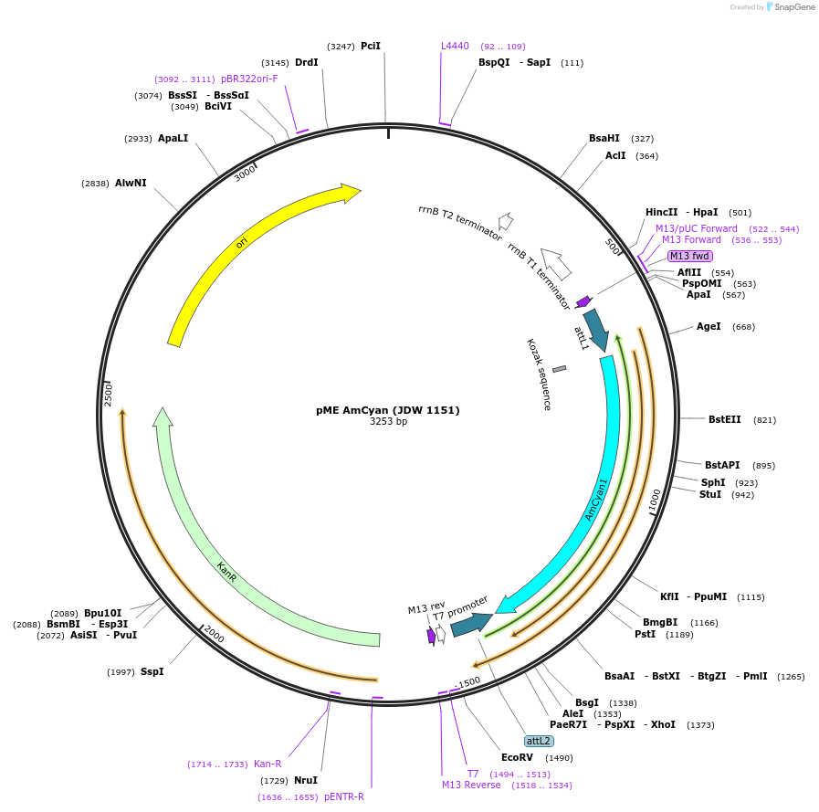 224485-plasmid-map-sequence-id-447101