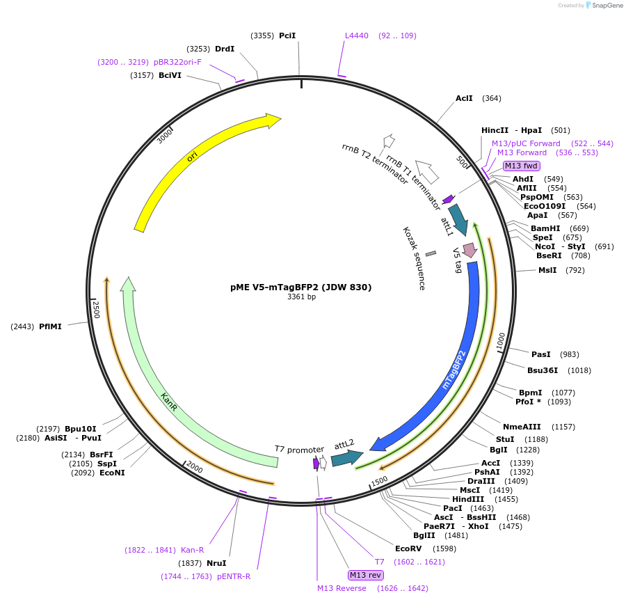 224484-plasmid-map-sequence-id-447102