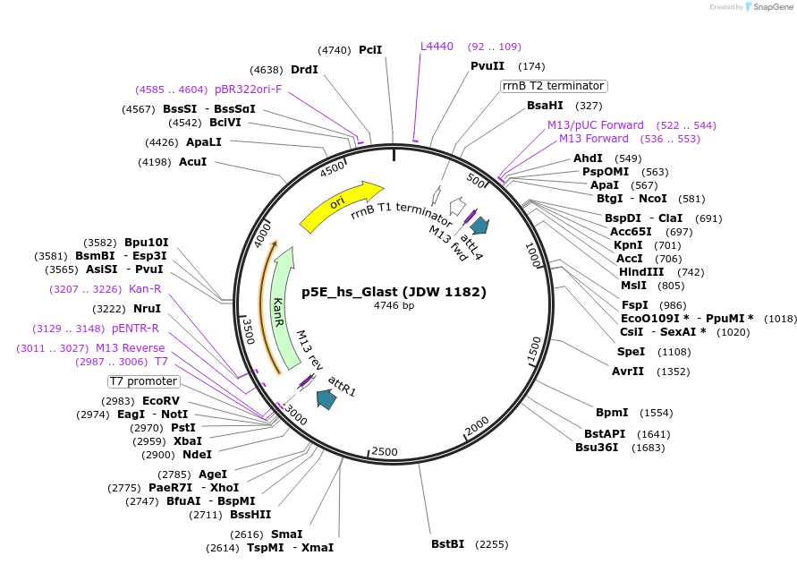 224483-plasmid-map-sequence-id-447103