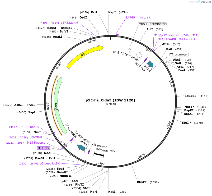 224481-plasmid-map-sequence-id-447144