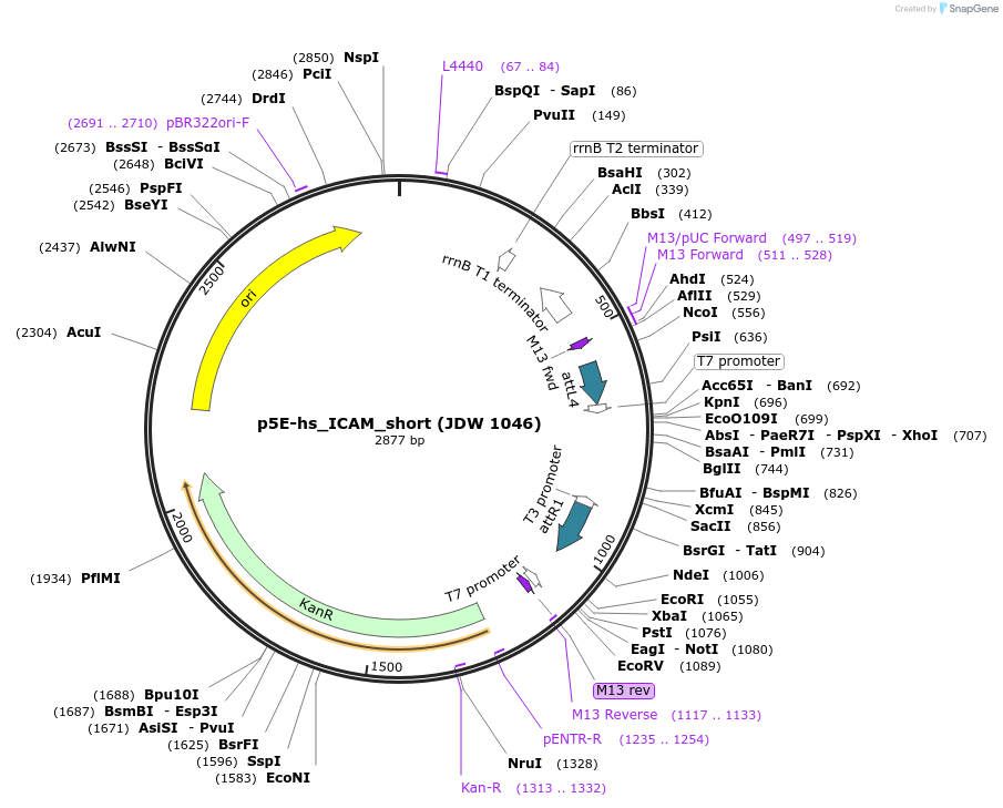 224480-plasmid-map-sequence-id-447145