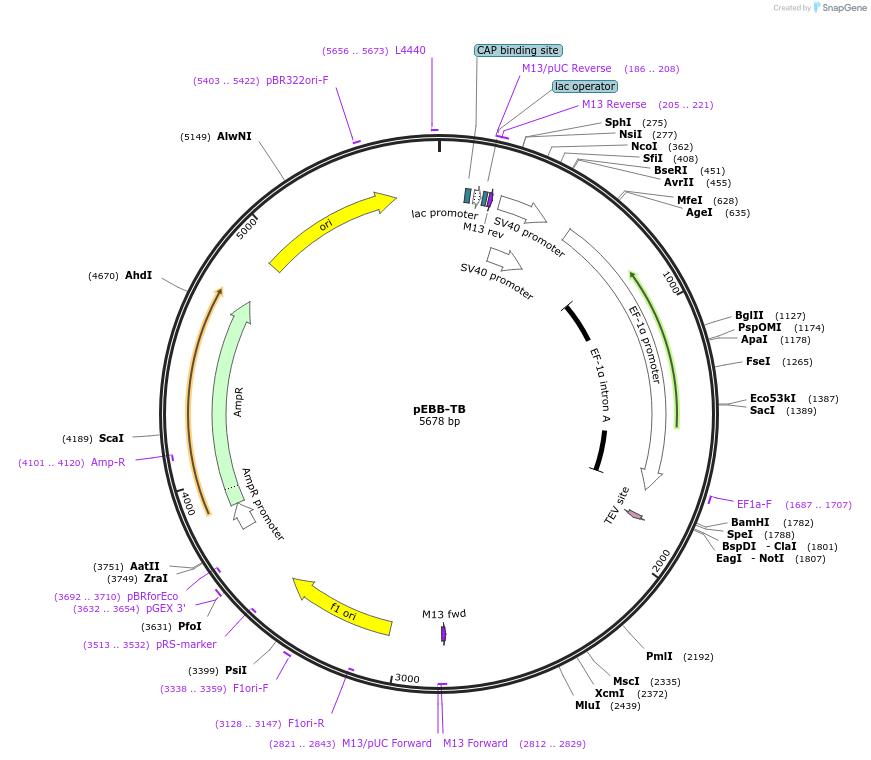 36099-plasmid-map-sequence-id-44716