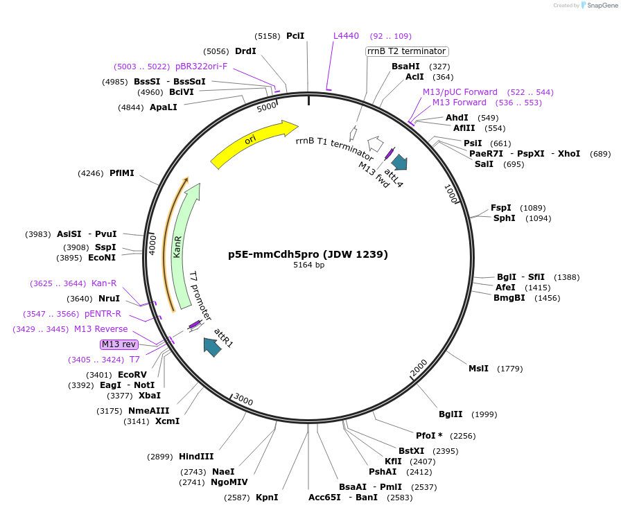 224478-plasmid-map-sequence-id-447202