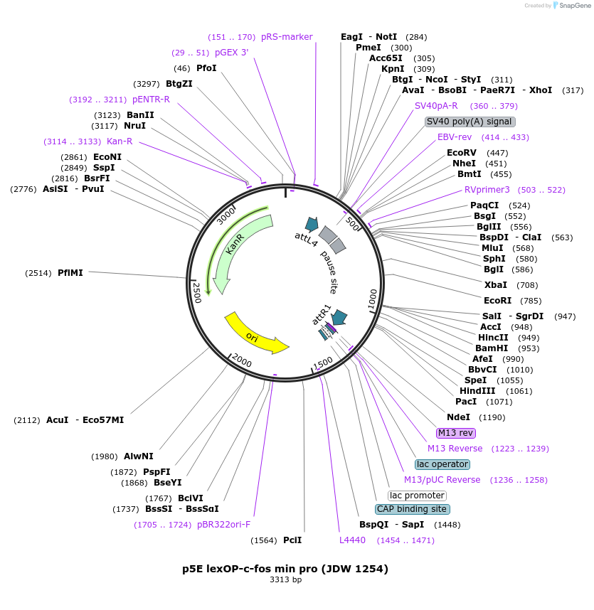 224477-plasmid-map-sequence-id-447205