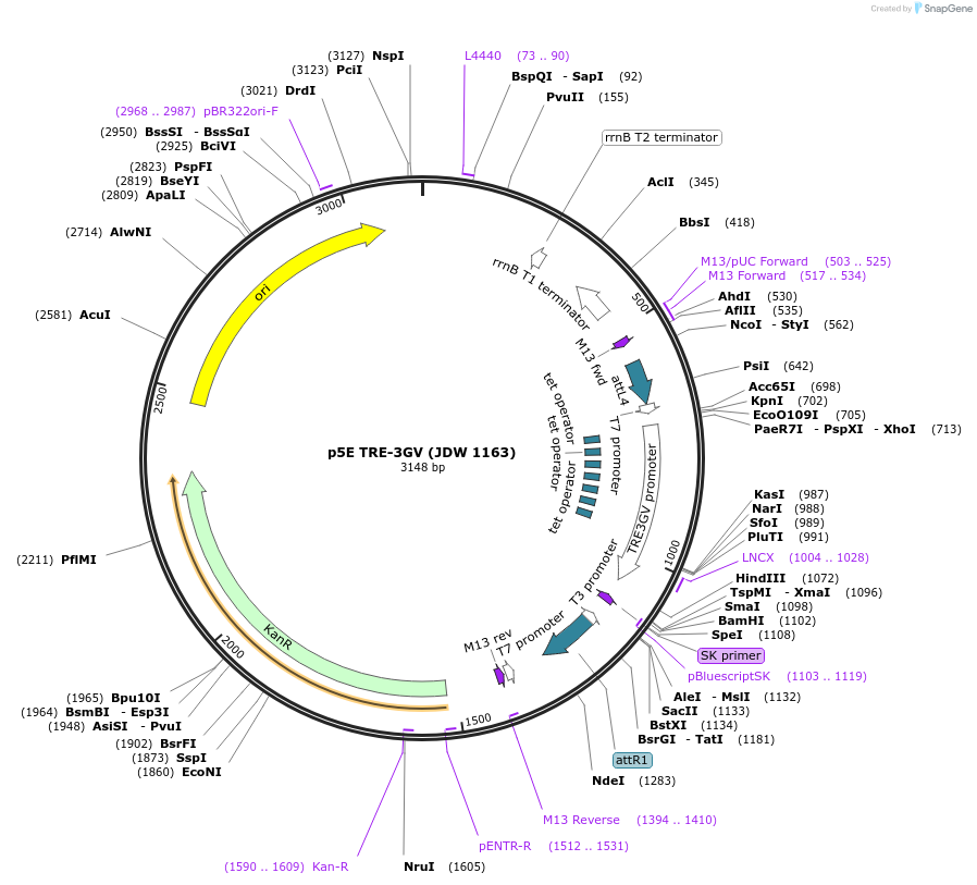 224476-plasmid-map-sequence-id-447206
