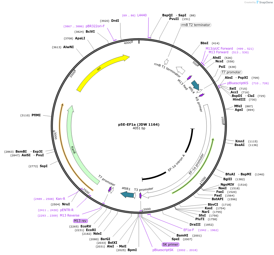 224473-plasmid-map-sequence-id-447209