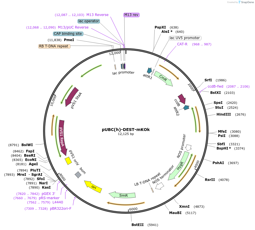 224830-plasmid-map-sequence-id-447287
